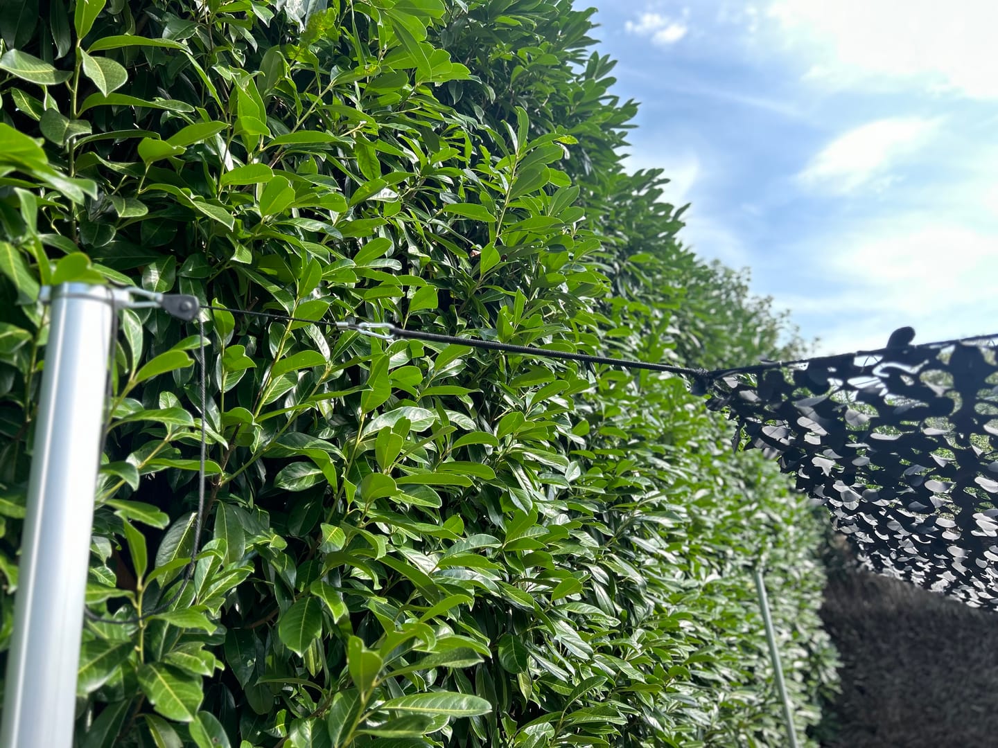 Cordes à cliquets (lot de 4) - Pergola / Mat téléscopique Mon refuge Fraicheur
